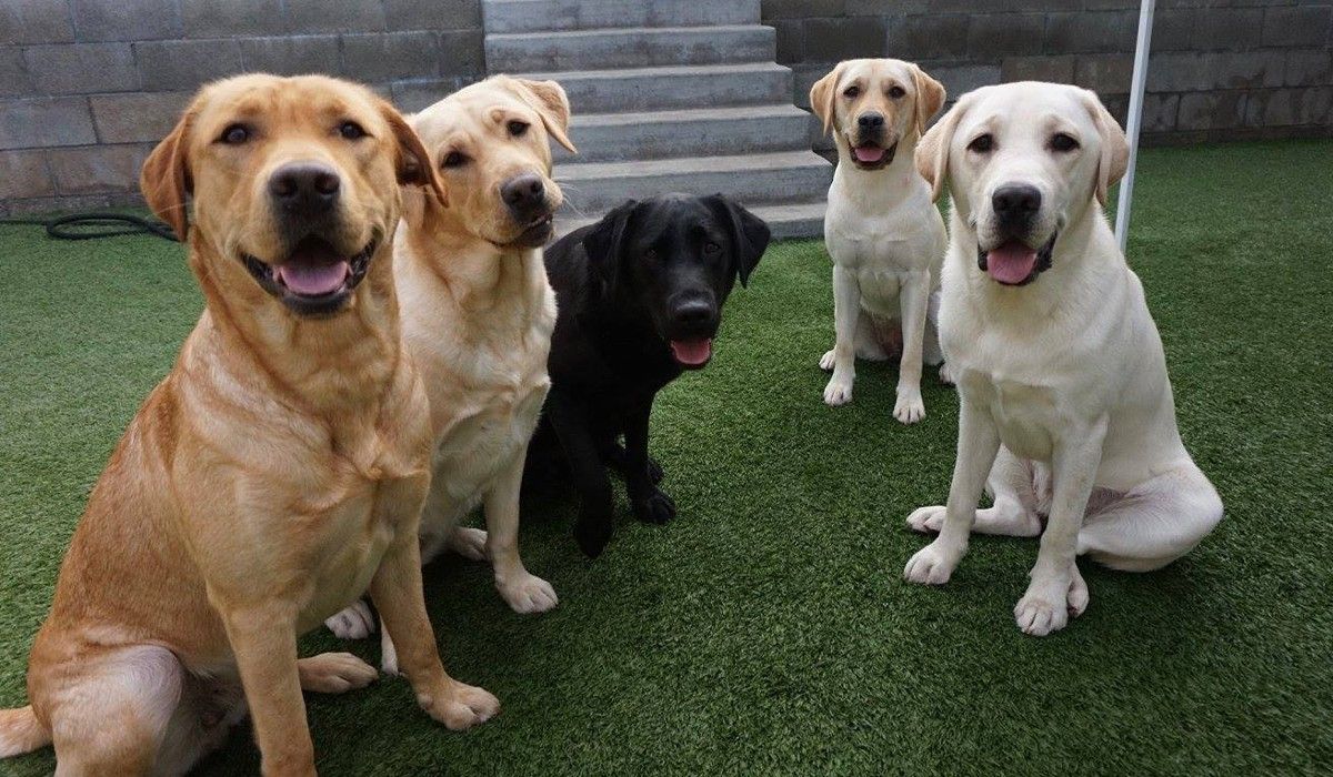 happy-big-dogs-at-holiday-pet-hotel