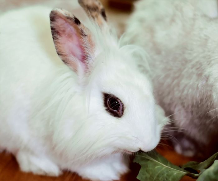 white bunny eating lettuce