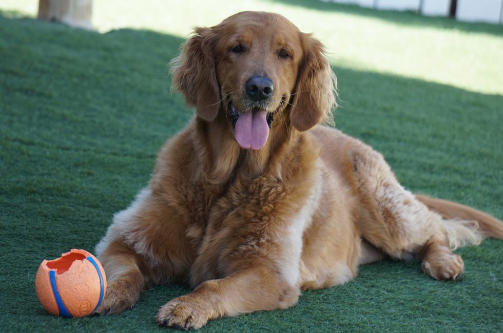 golden retriever dog playing with a ball