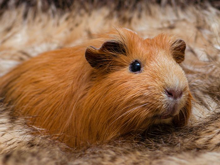 orange guinea pig